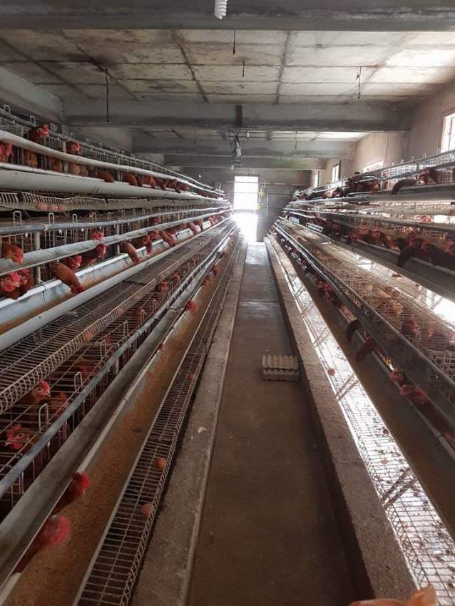 Poultry for rent at Vacoas - 1 - Commercial Space  on Aster Vender