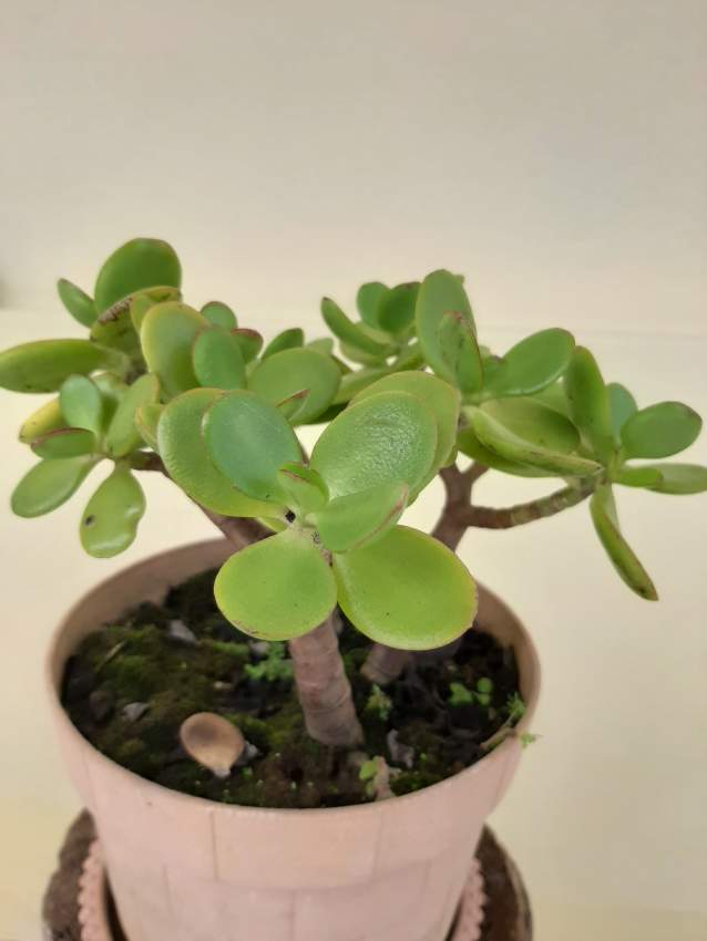 Money tree  - 2 - Plants and Trees  on Aster Vender