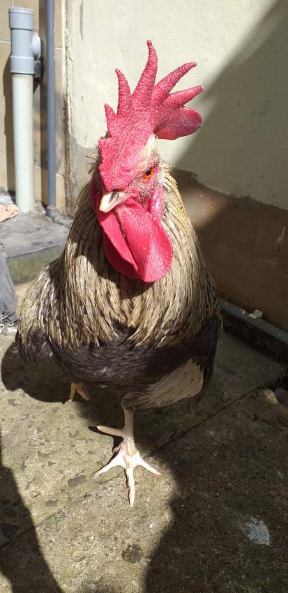 A vendre coq - 0 - Birds  on Aster Vender