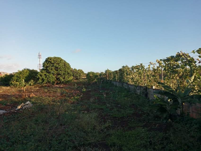 Terrain agricole -50 perches - 1 - Land  on Aster Vender