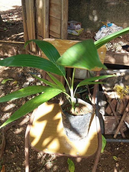 Pied palmist a vendre - 0 - Plants and Trees  on Aster Vender