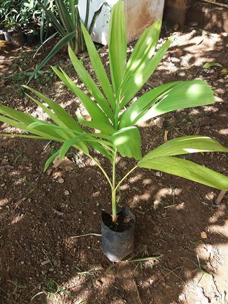 Pied palmist a vendre - 1 - Plants and Trees  on Aster Vender