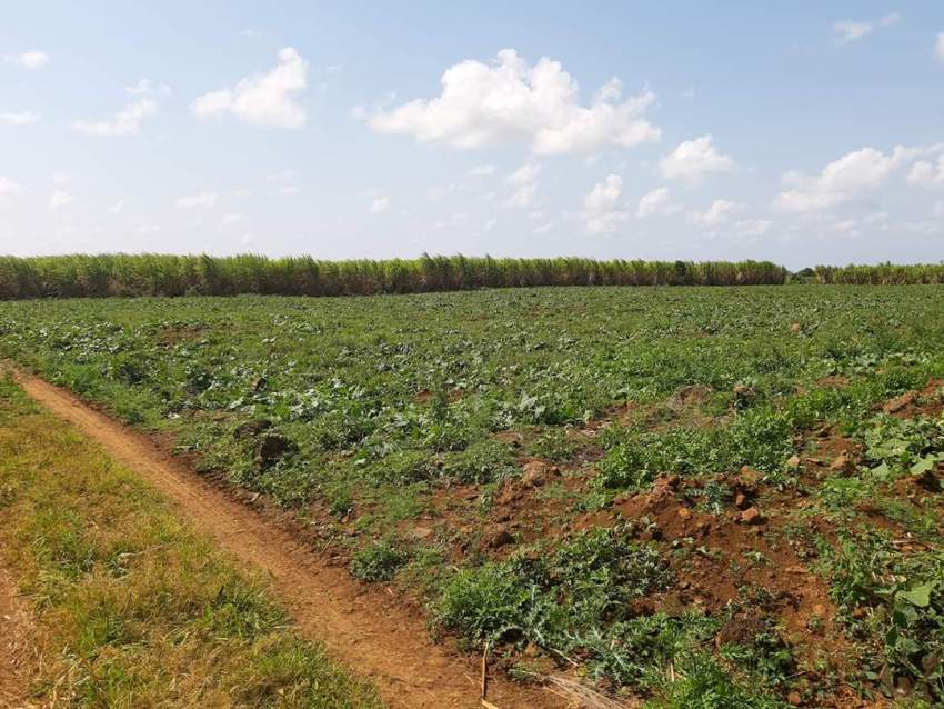Agricultural Land L'Esperance Piton - 0 - Land  on Aster Vender