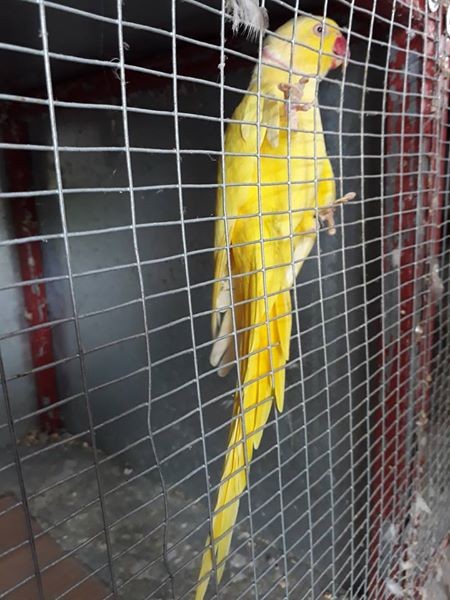 A vendre male cateau jaune 3 ans et demi li pas envoler bien - 0 - Birds  on Aster Vender