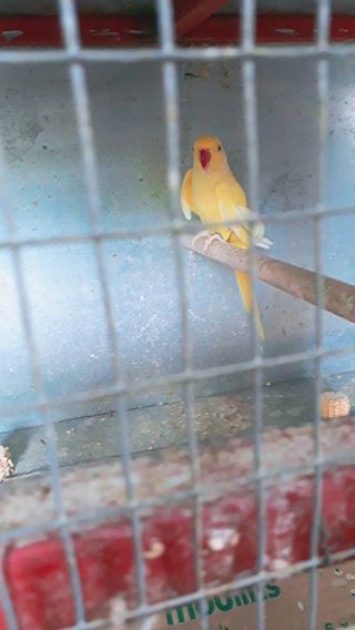 A vendre male cateau jaune 3 ans et demi li pas envoler bien - 4 - Birds  on Aster Vender