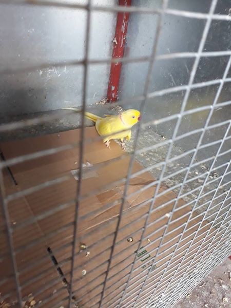 A vendre male cateau jaune 3 ans et demi li pas envoler bien - 2 - Birds  on Aster Vender