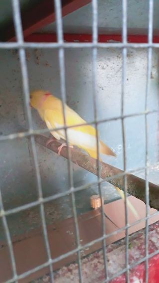 A vendre male cateau jaune 3 ans et demi li pas envoler bien - 3 - Birds  on Aster Vender