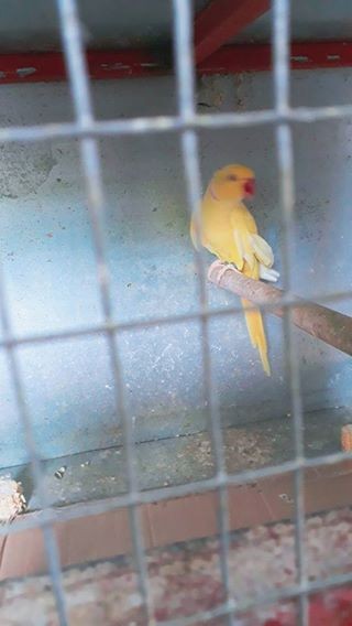 A vendre male cateau jaune 3 ans et demi li pas envoler bien - 6 - Birds  on Aster Vender