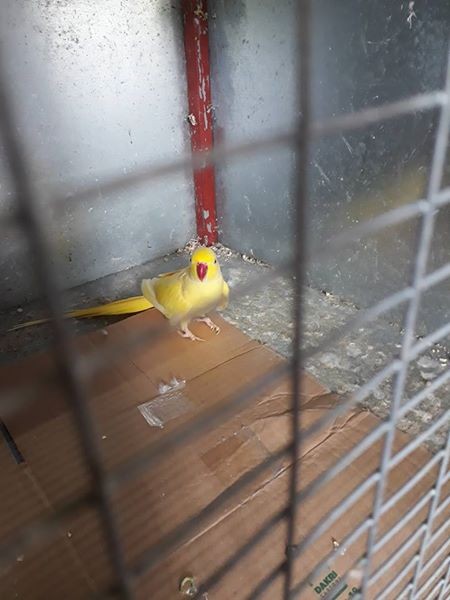 A vendre male cateau jaune 3 ans et demi li pas envoler bien - 5 - Birds  on Aster Vender