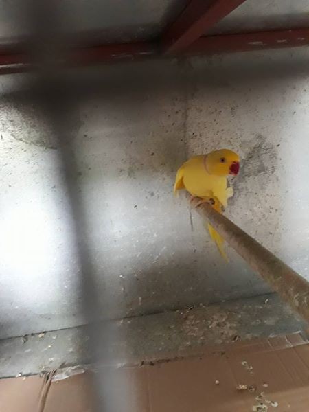 A vendre male cateau jaune 3 ans et demi li pas envoler bien - 1 - Birds  on Aster Vender