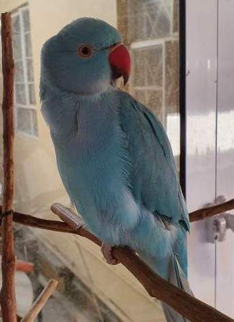 Cateau Bleu - 0 - Birds  on Aster Vender