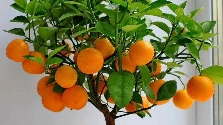 Lemon plants, Mandarin plants, Litchi, Grapes, Strawberry... - 2 - Plants and Trees  on Aster Vender