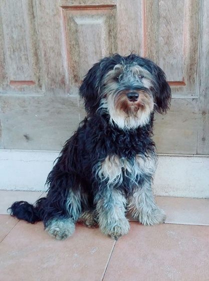 A vend Griffon nain Rs 6,000 Feml - 0 - Dogs  on Aster Vender