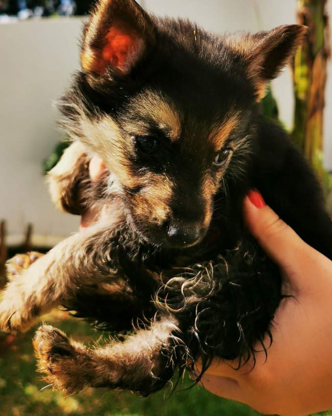 Pure breed German Shepherd female puppy - 0 - Dogs  on Aster Vender