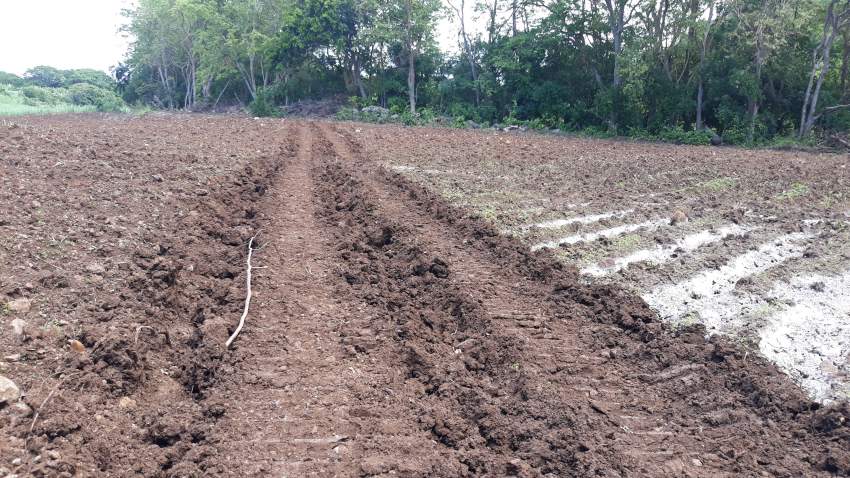 AGRICULTURAL LAND (URGENT) - 0 - Land  on Aster Vender