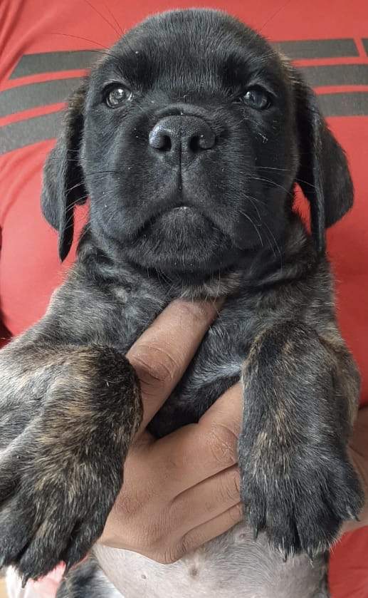 cane corso female - 0 - Dogs  on Aster Vender