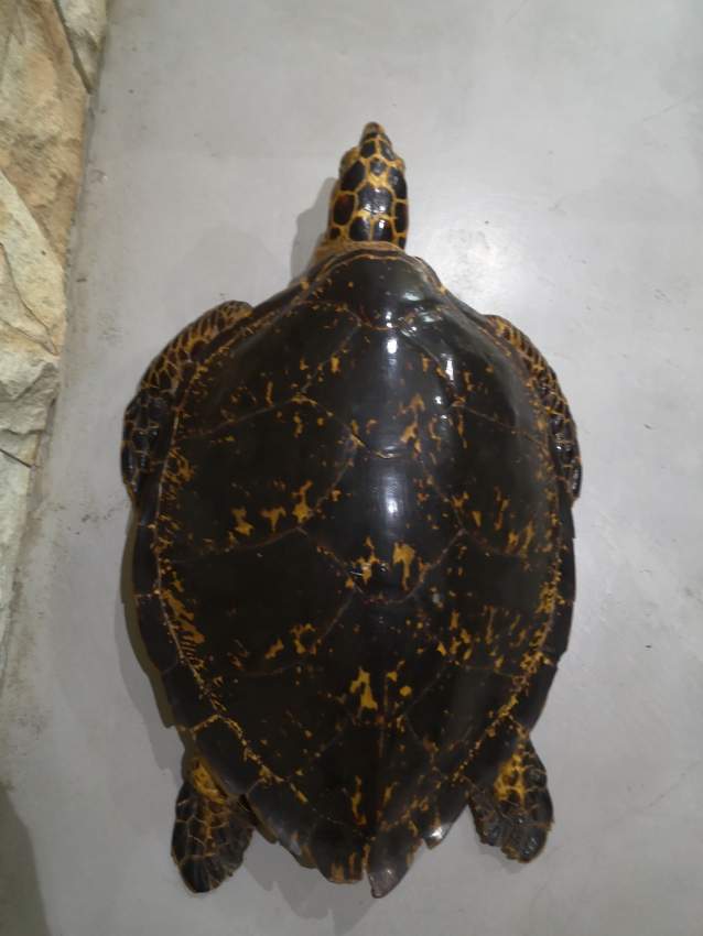 Stuffed naturalised turtle - 1 - Antiquities  on Aster Vender