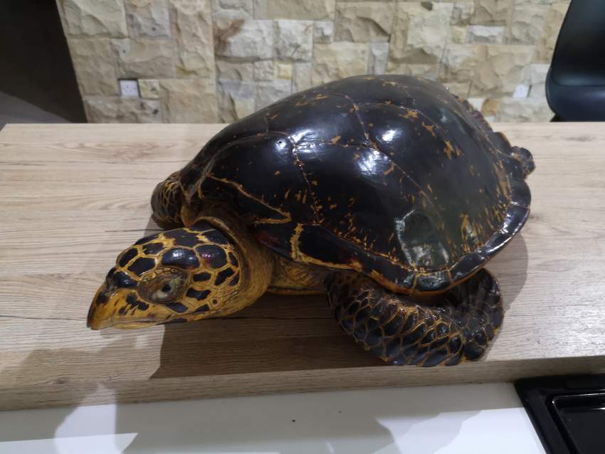 Stuffed naturalised turtle - 0 - Antiquities  on Aster Vender
