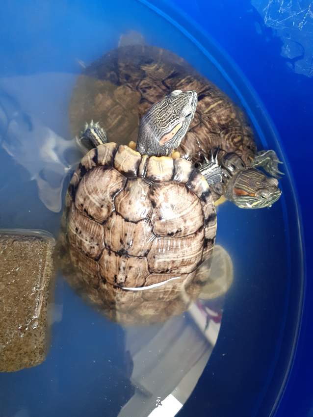 Tortues - 0 - Turtles  on Aster Vender