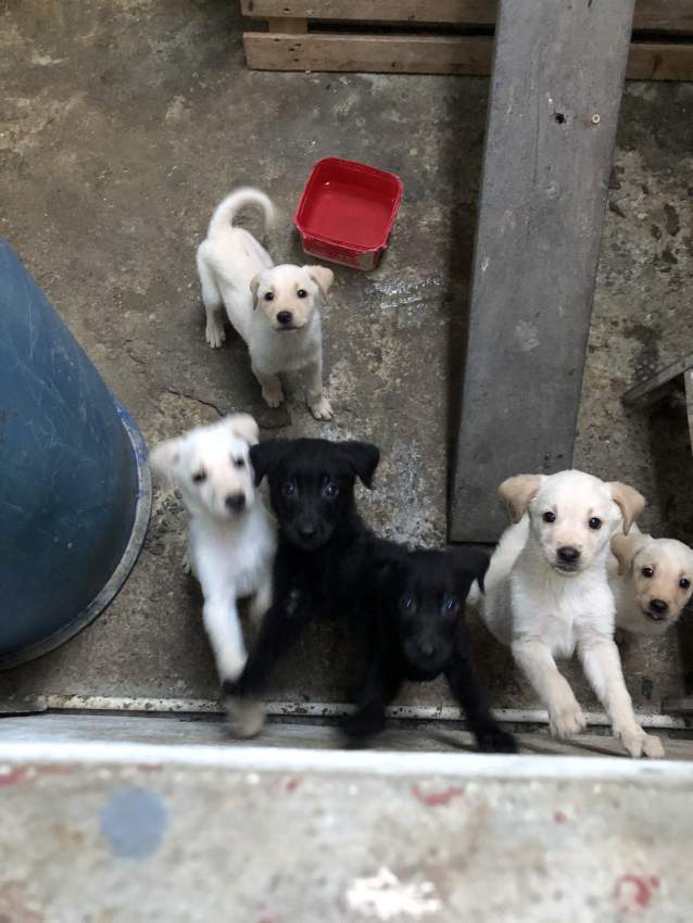 Labrador Puppies for sale - 2 - Dogs  on Aster Vender