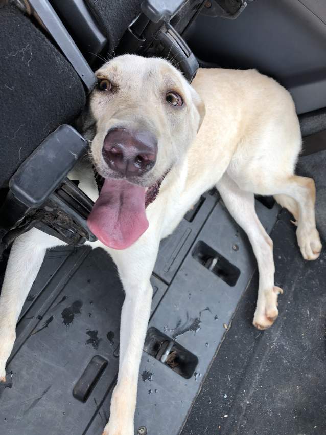 Labrador Puppies for sale - 1 - Dogs  on Aster Vender