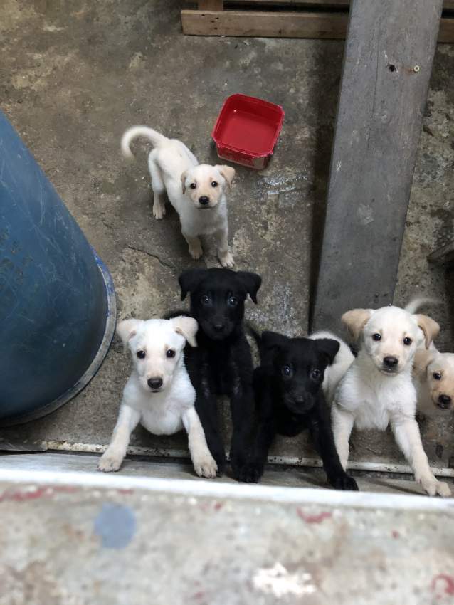 Labrador Puppies for sale - 3 - Dogs  on Aster Vender