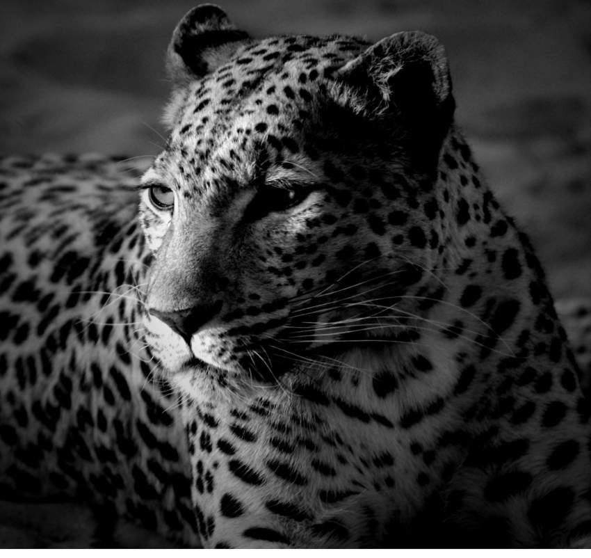 Tableaux à vendre - 0 - Interior Decor  on Aster Vender