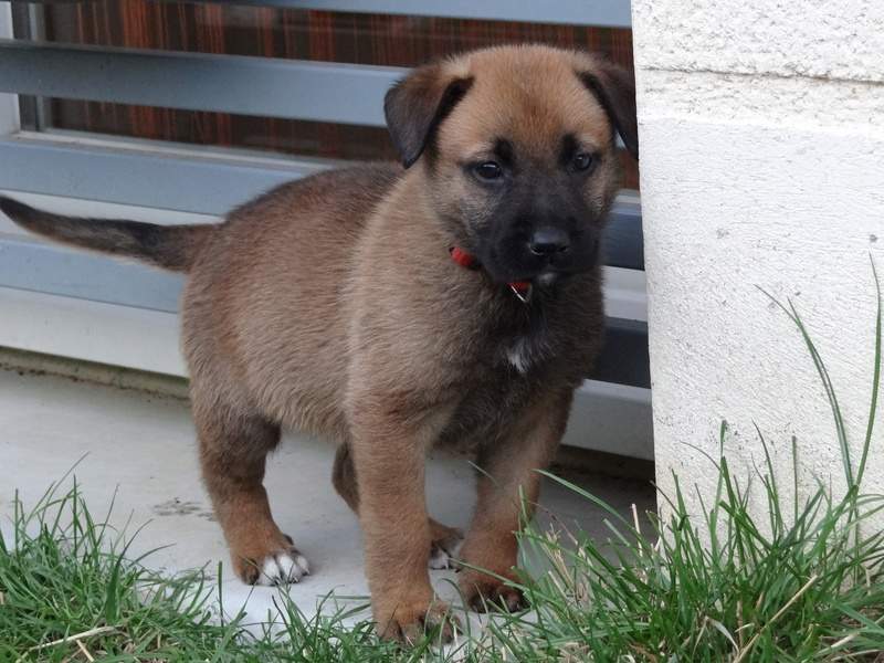 malinois puppy - 0 - Dogs  on Aster Vender