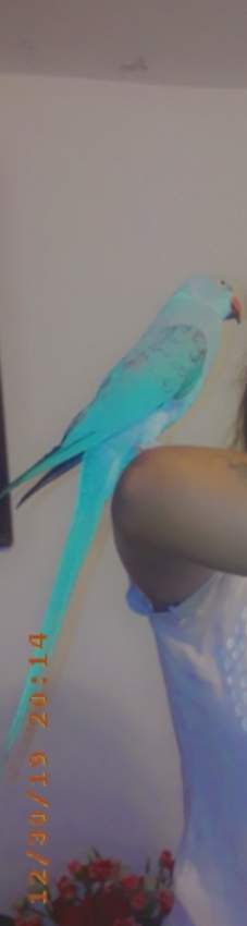 Cato bleu - 0 - Birds  on Aster Vender