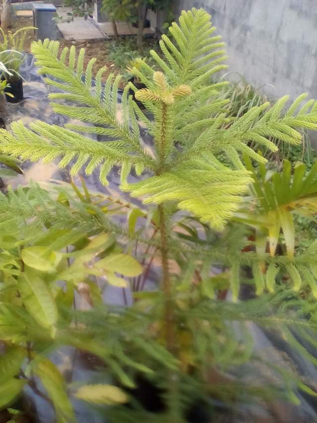 Araucaria - 0 - Plants and Trees  on Aster Vender