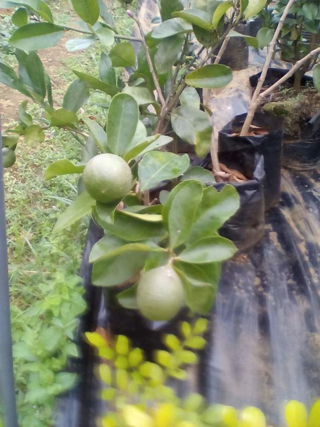 Citrus - 0 - Plants and Trees  on Aster Vender