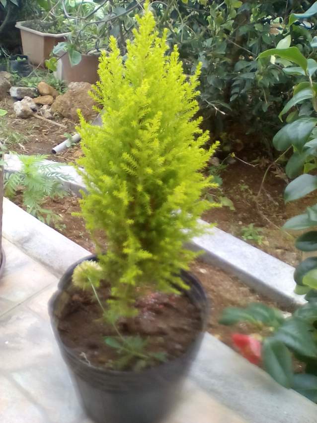 Cypres - 0 - Plants and Trees  on Aster Vender