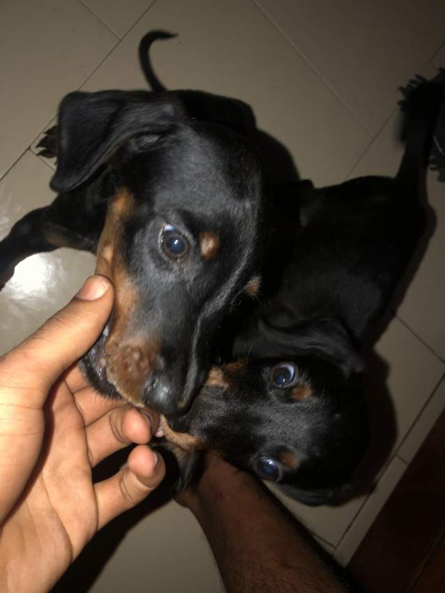 Doberman puppies - 3  on Aster Vender