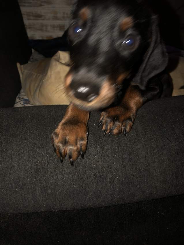 Doberman puppies - 2  on Aster Vender