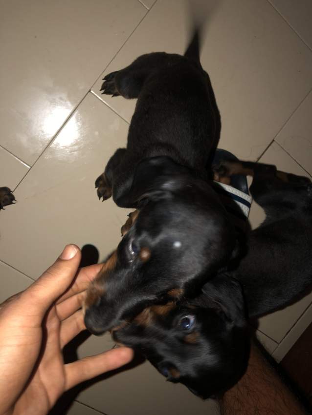 Doberman puppies - 4  on Aster Vender