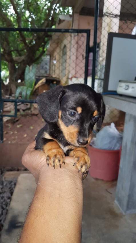 Teckel on Aster Vender