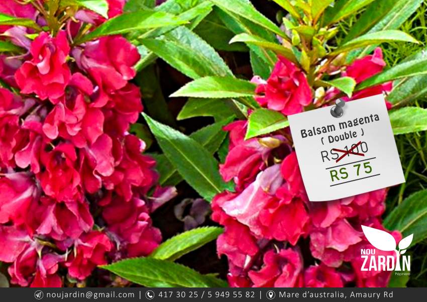 Balsam Magenta plant - ( Double ) on Aster Vender