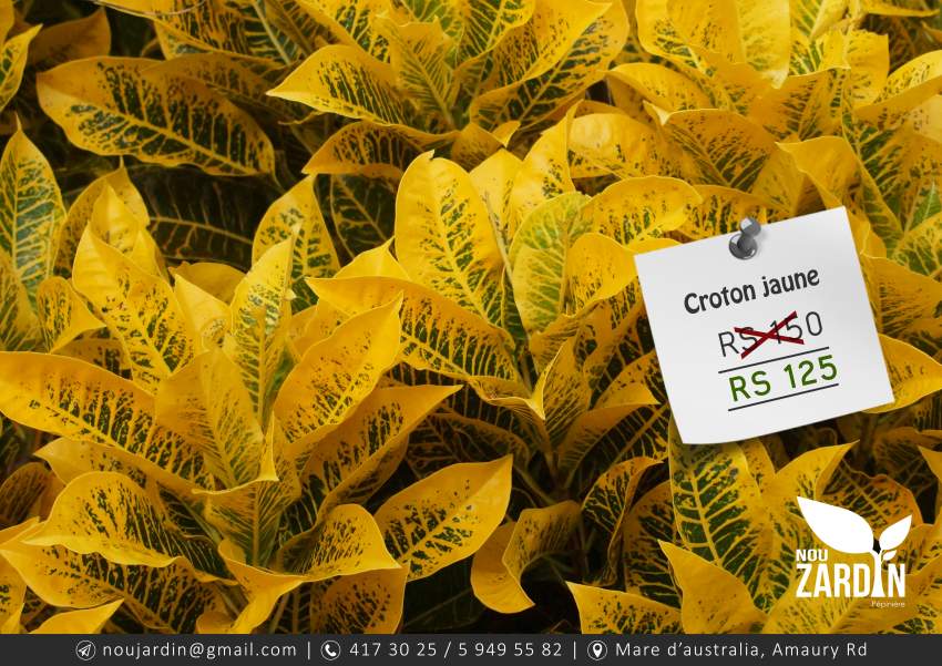 Croton jaune plant on Aster Vender