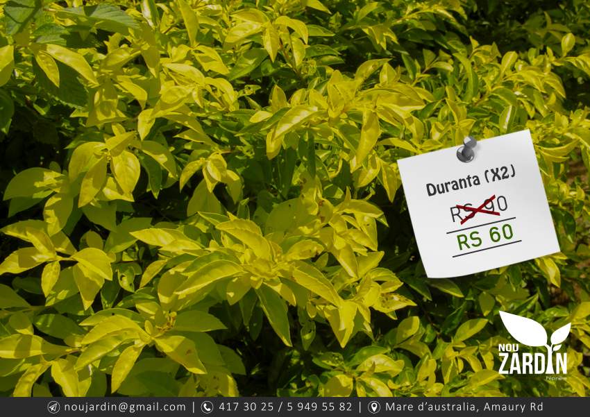 Duranta golden ( 2 plants ) - 0 - Plants and Trees  on Aster Vender