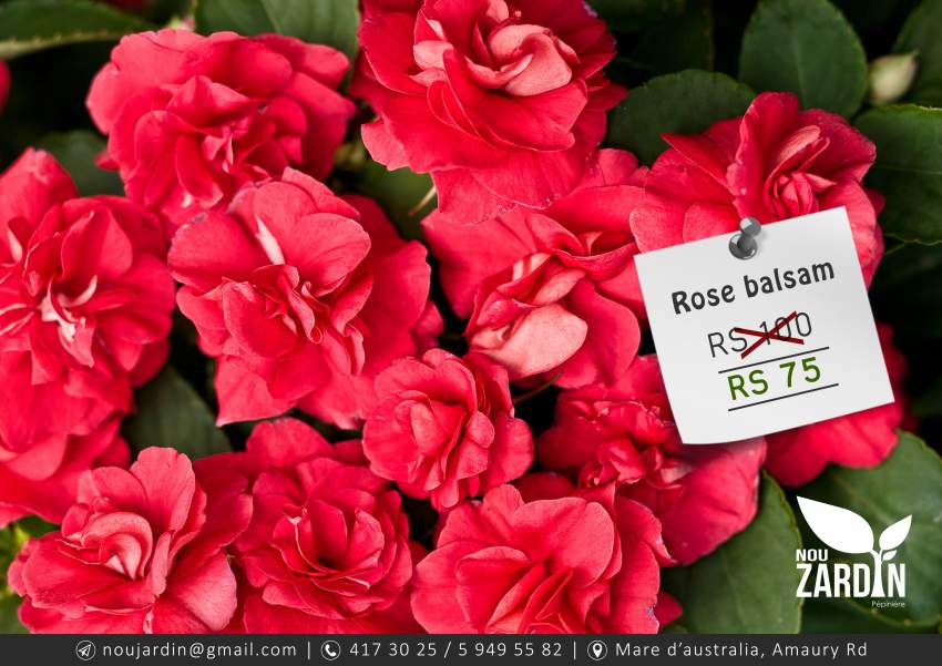 Rose Balsam plant on Aster Vender