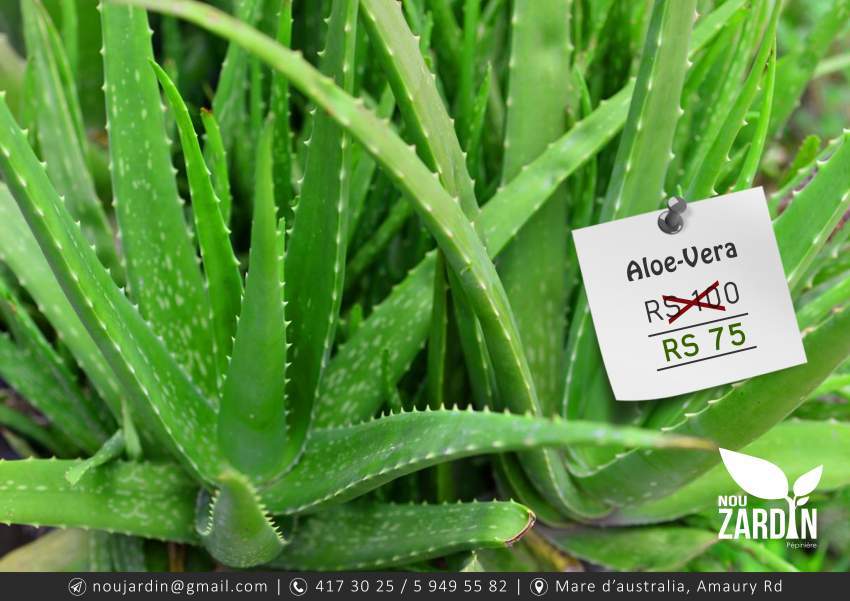 Aloe vera plant - 0 - Garden Decorations  on Aster Vender