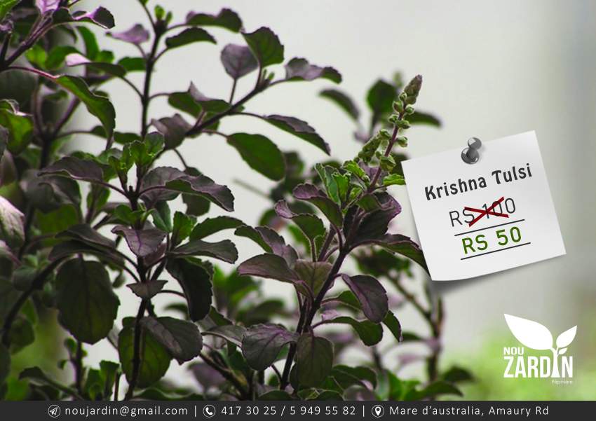 Krishna Tulsi plant - 0 - Garden Decorations  on Aster Vender