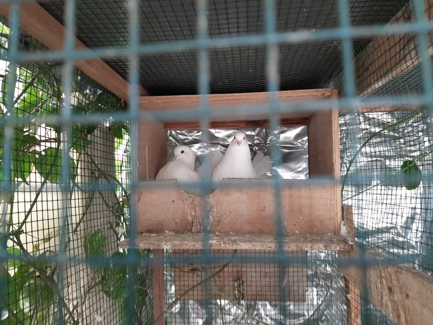 Tourterelle de France - 0 - Birds  on Aster Vender