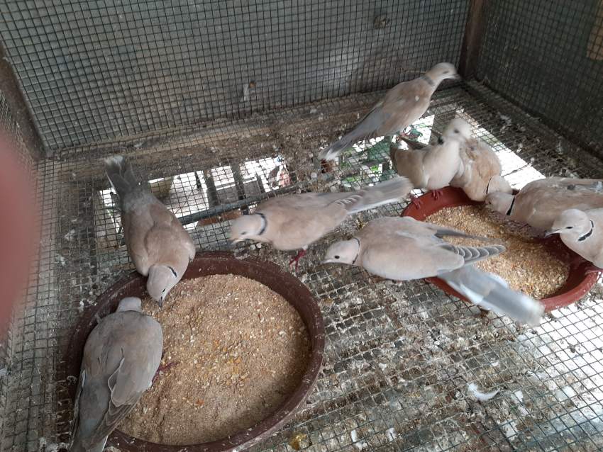 Tourterelle de France - 1 - Birds  on Aster Vender