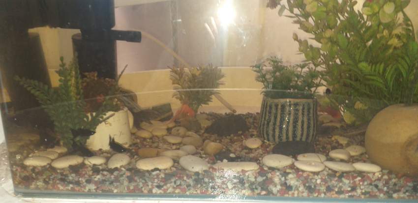 Tropical fish on Aster Vender