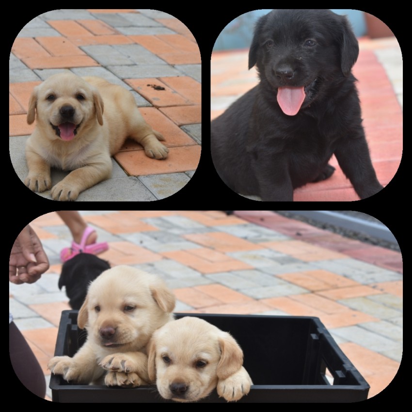 Purebred labrador puppies - 0 - Dogs  on Aster Vender