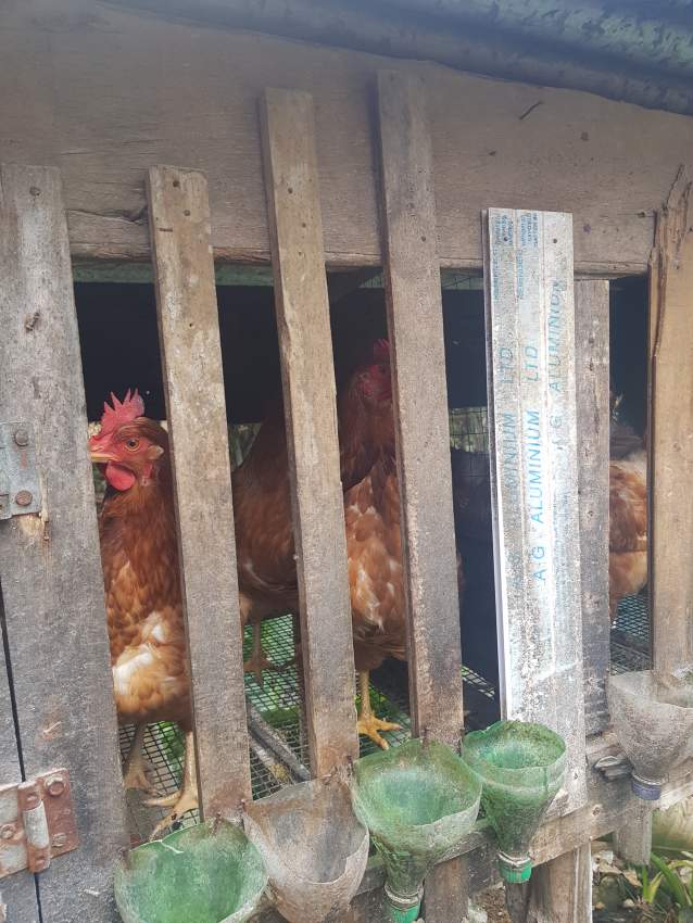 Poule pondeuse - 1 - Birds  on Aster Vender