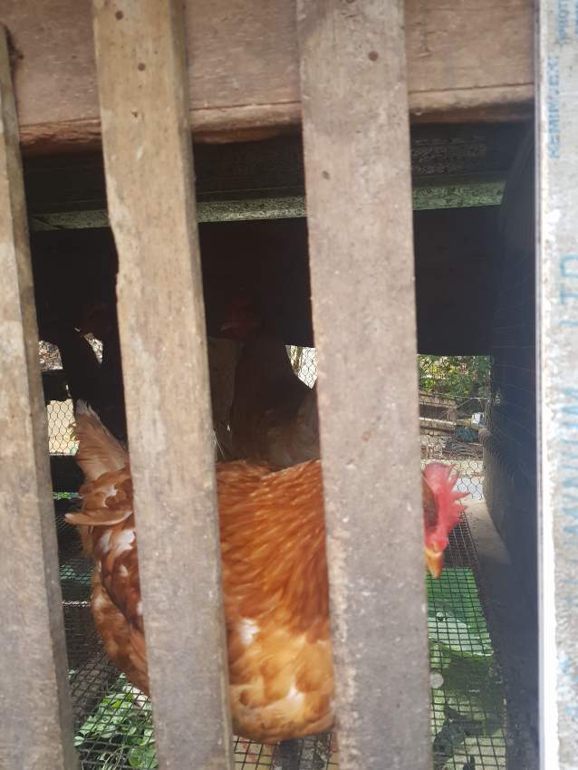 Poule pondeuse - 0 - Birds  on Aster Vender