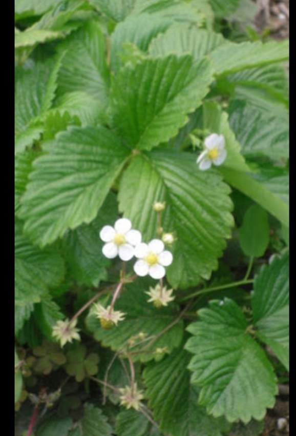 Strawberry plants on Aster Vender