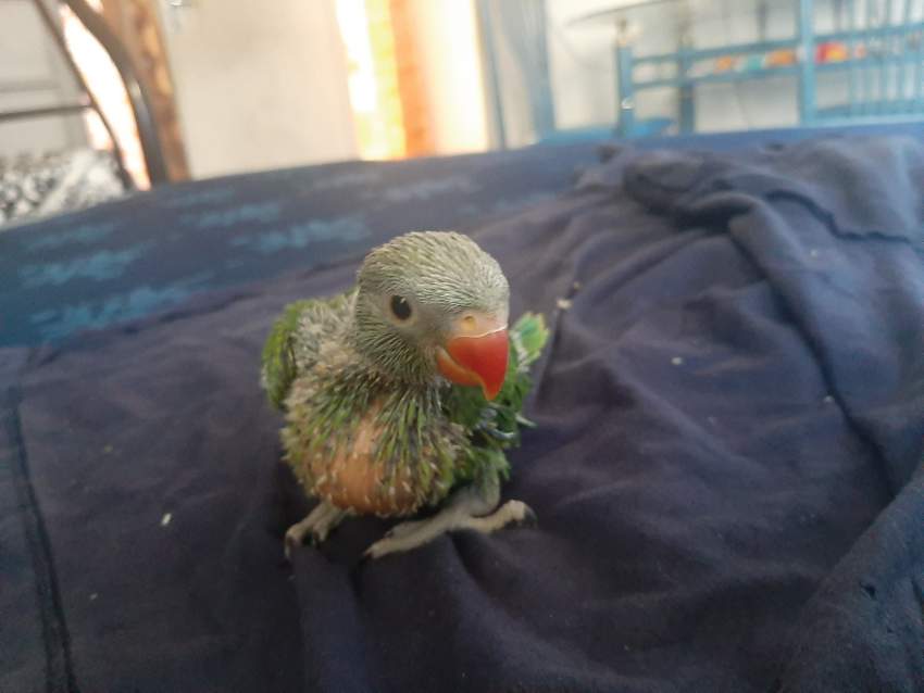 Bb cato vert - 0 - Birds  on Aster Vender